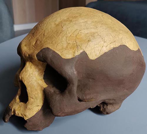 Moulage : crâne sapiens archaïque L'Homme de Florisbad