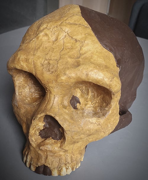 Moulage : crâne de femme Neandertal Forbes Quarry