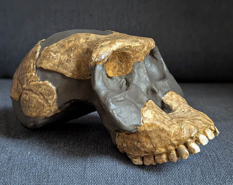Moulage : Australopithecus garhi