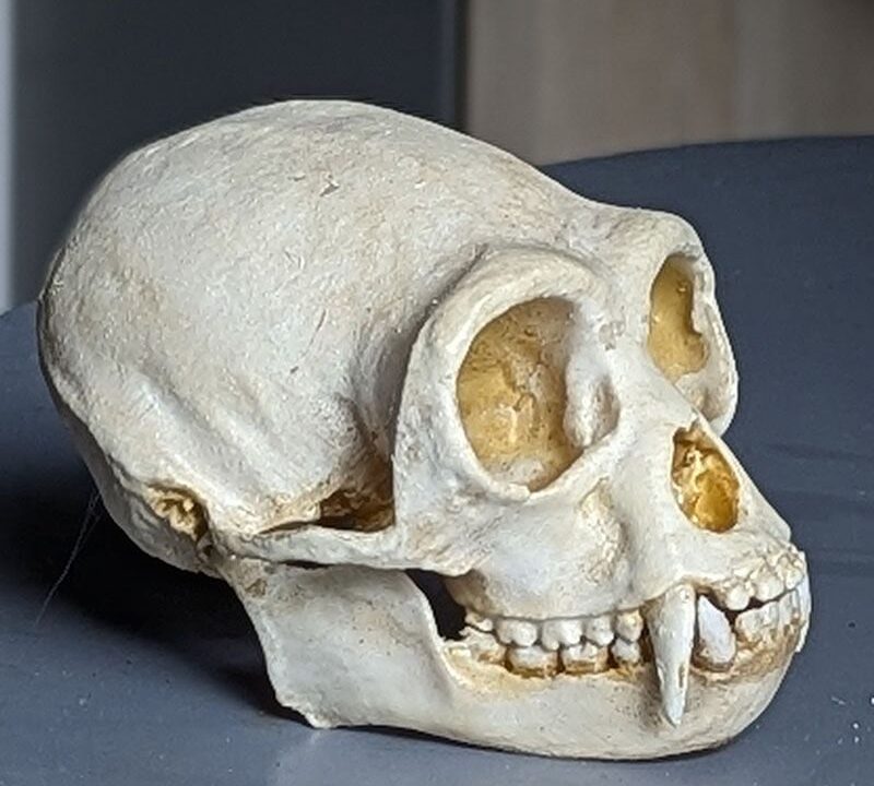 Moulage : crâne de Gibbon