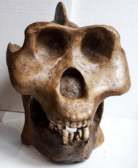 Moulage : Gigantopithecus blacki