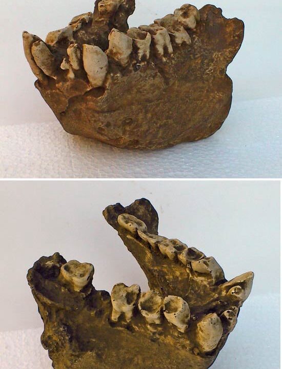 Moulage : maxillaire Gigantopithecus blacki