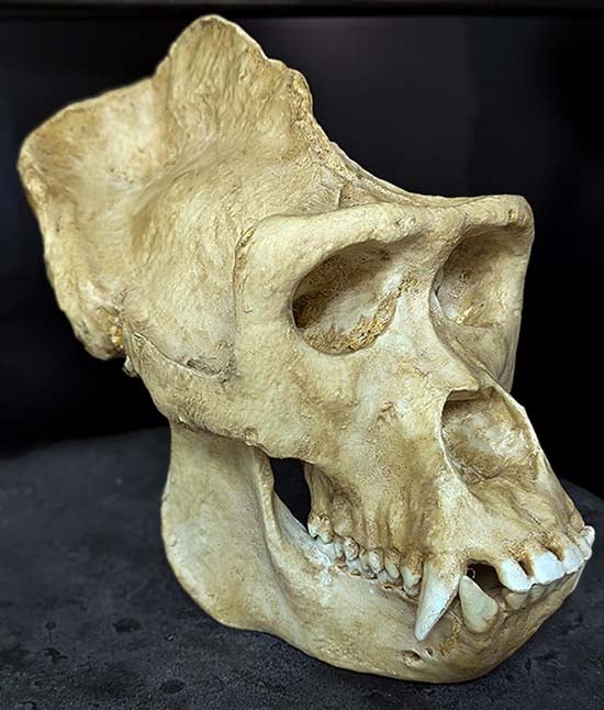 Moulage : crâne de Gorille