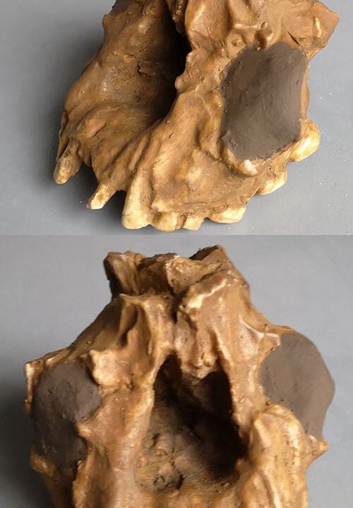 Moulage : maxillaire Homo Habilis KNM-ER 1805