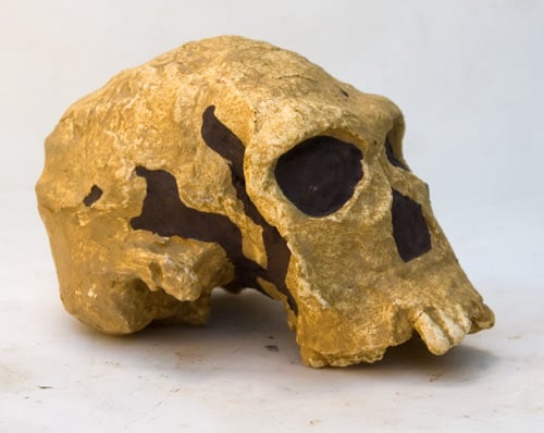 Moulage : crâne d' Homo Habilis