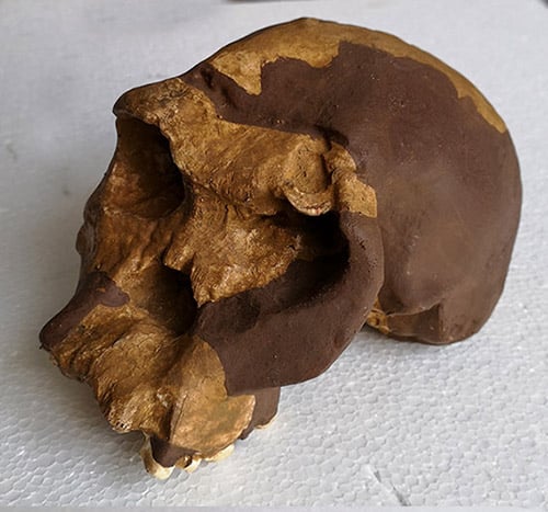 Moulage : crâne d' Homo Habilis OH24 TWIGGY