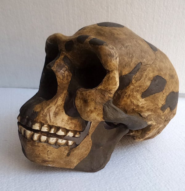 Moulage : crâne Homo erectus pekinensis