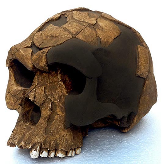 Moulage : crâne d' Homo sapiens idaltu (HERTO) BOU-VP-16/1