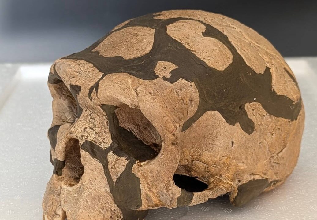 Moulage : crâne sapiens archaïque Homme de Jinniushan