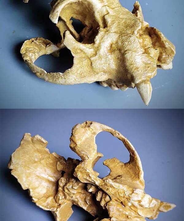 Moulage : Turkanapithecus kalakolensis