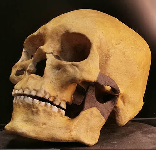 Moulage : crâne d'homo sapiens l'homme de Kennewick amérindien