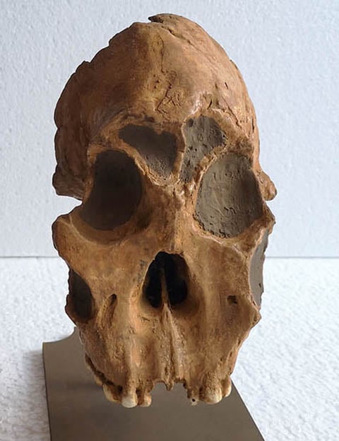 Moulage : crâne d'Australopithecus (Paranthropus boisei) KNM WT 17400