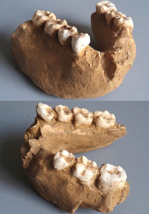 Moulage : mandibule d'Homo rudolfensis KNMER 1802
