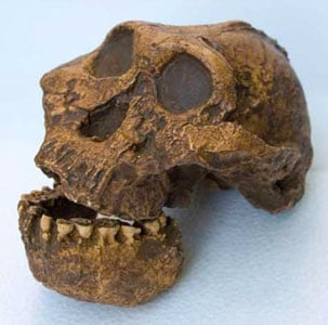 Moulage : Australopithecus (Paranthropus boisei) Male KNM-ER 406