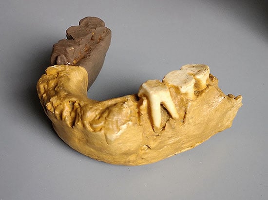 Moulage : mandibule d'Homo erectus KNMER 730