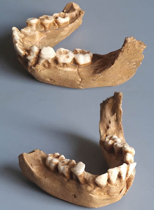 Moulage : mandibule d'Homo erectus ERGASTER KNMER 820