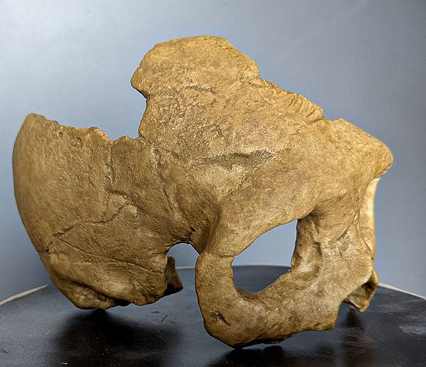Moulage : crâne Neandertal Krapina 3