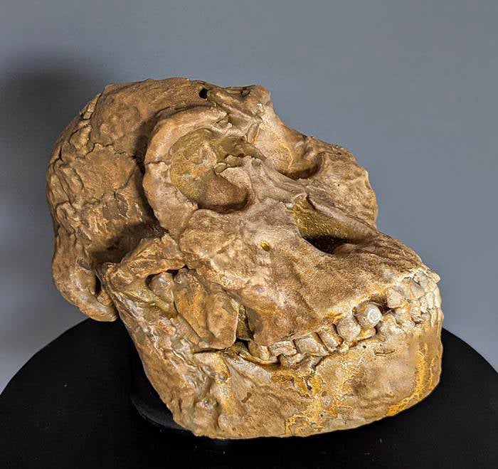 Moulage : crâne d'Australopithecus« Little Foot »