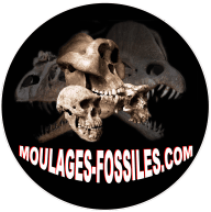 Moulages-fossiles.com