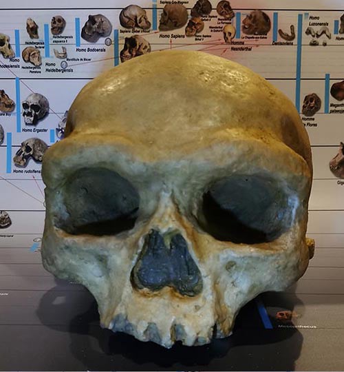 Moulage : crâne de Homo Longi / Denisovien (Homme de Harbin ou Dragon man)