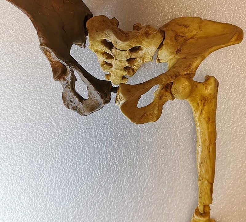 Moulage : bassin Australopithèque Afarensis LUCY reconstruit