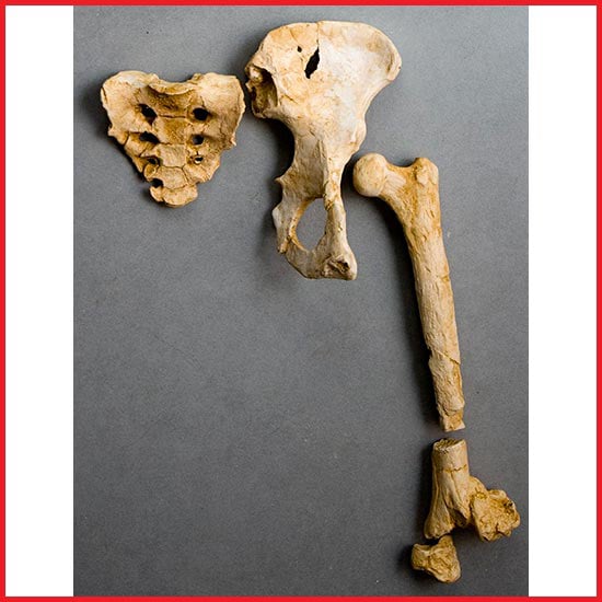 Moulage : bassin Australopithèque Afarensis LUCY
