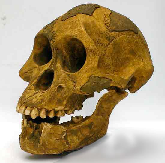Moulage : Australopithecus afarensis Lucy