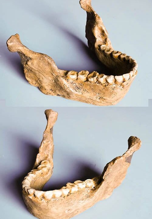 Moulage : mandibule Irhoud 11