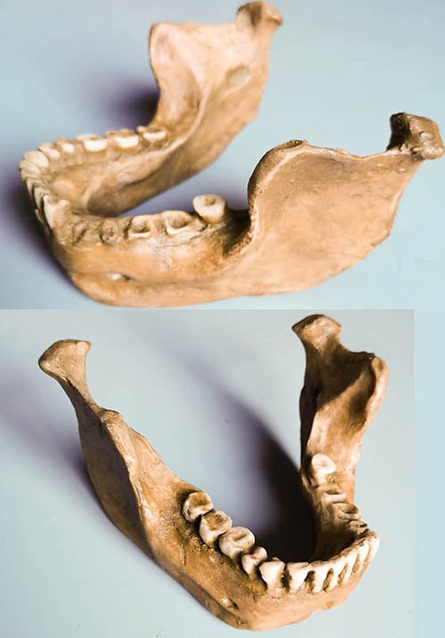 Moulage : mandibule de Mauer (Homo heidelbergensis)