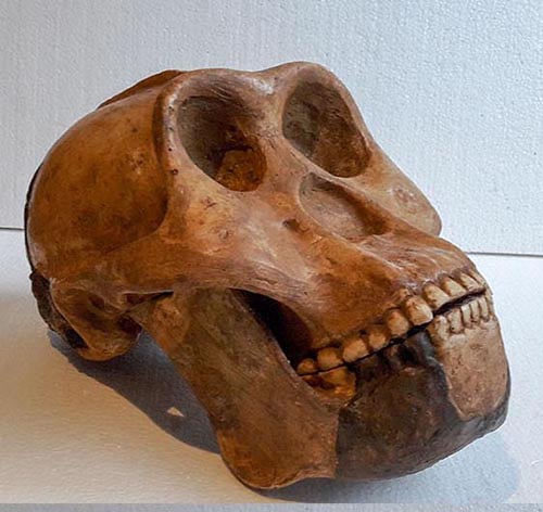Moulage : crâne et mâchoire Meganthropus palaeojavanicus