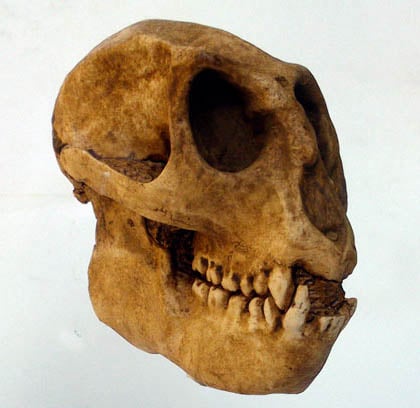 Moulage : Mesopithecus pentelici