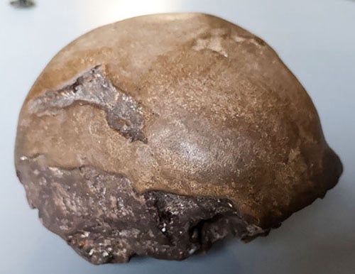 Moulage : crâne Homo Erectus l'enfant de Mojokerto