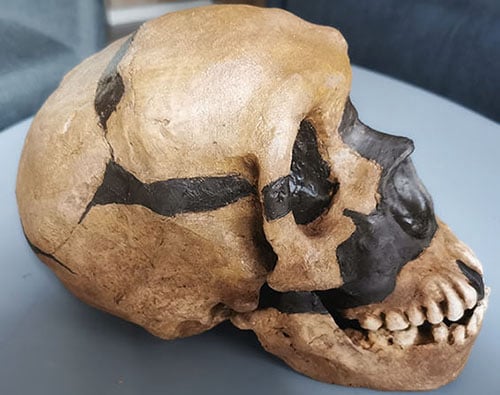 Moulage : crâne Homme de Néandertal Le Moustier I