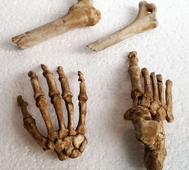 Moulage : main et Pied Homo naledi