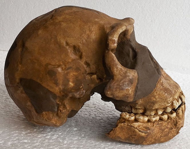 Moulage : crâne Homo naledi DH1
