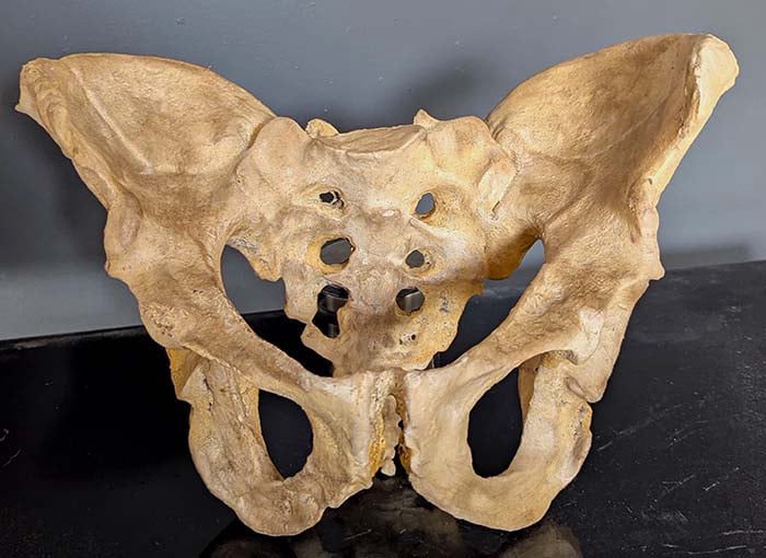 Moulage : bassin Homme de Neandertal