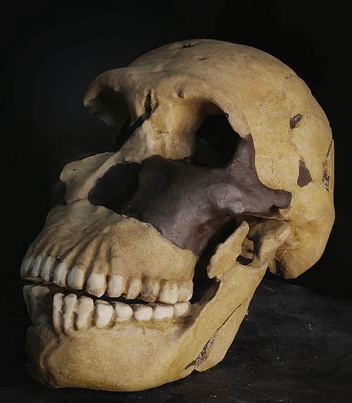 Moulage : crâne Homo naledi LES1 NEO
