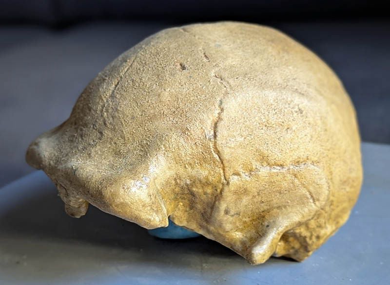 Moulage : crâne d'Homo Erectus Java Ngawi 1