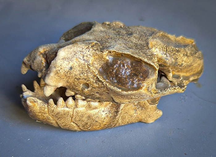 Moulage : Notharctus tenebrosus