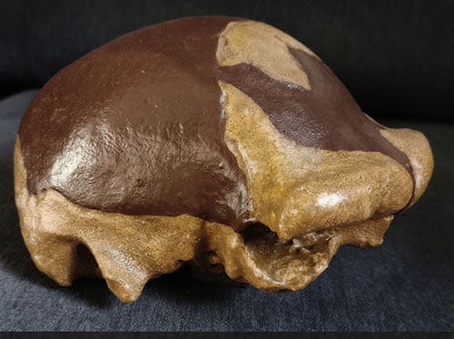Moulage : crâne Homo Erectus Olduvai Hominid 9 (OH 9)
