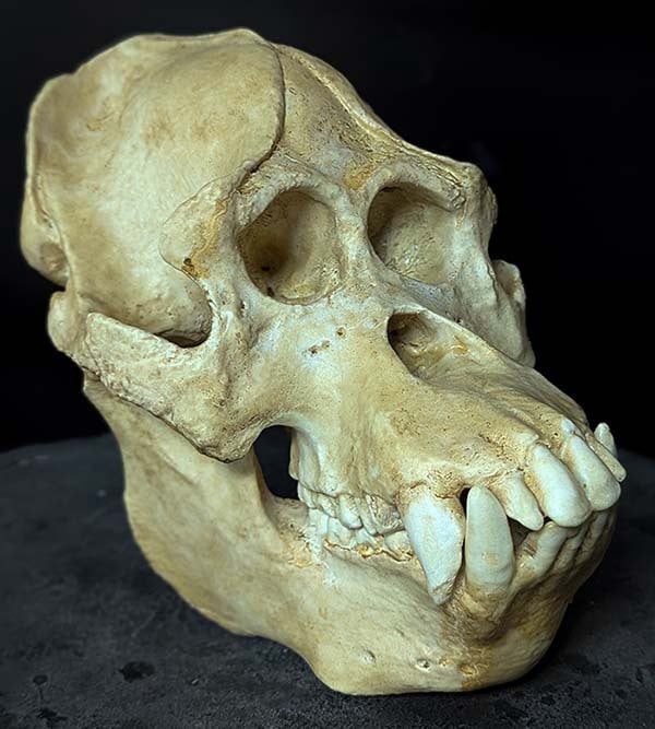 Moulage : crâne d'Orang outan