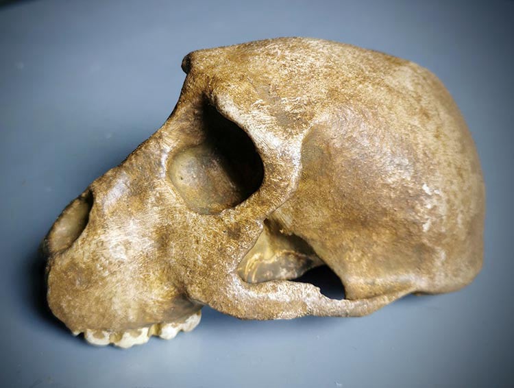 Moulage : Theropithecus oswaldi