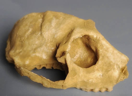 Moulage : Parapithecus grangeri