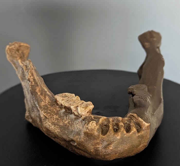Moulage : mandibule de Penghu 1 Denisovien