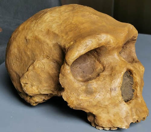 Moulage : Homo heidelbergensis Petralona 1