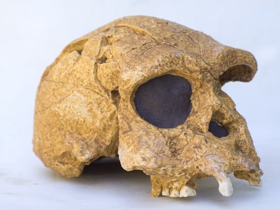 Moulage : crâne Homo erectus (ex Pithécanthrope de java) Sangiran 17