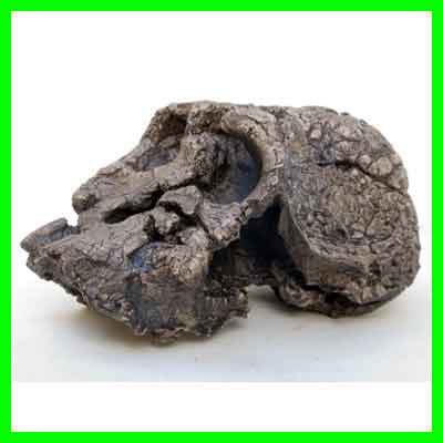 Moulage : Kenyanthropus platyops