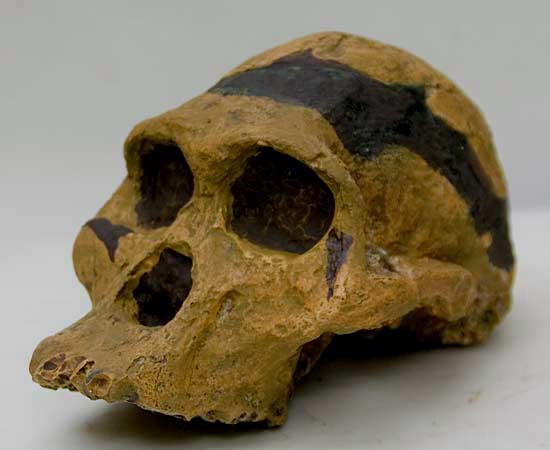 Moulage : crâne Australopithecus Africanus Ples