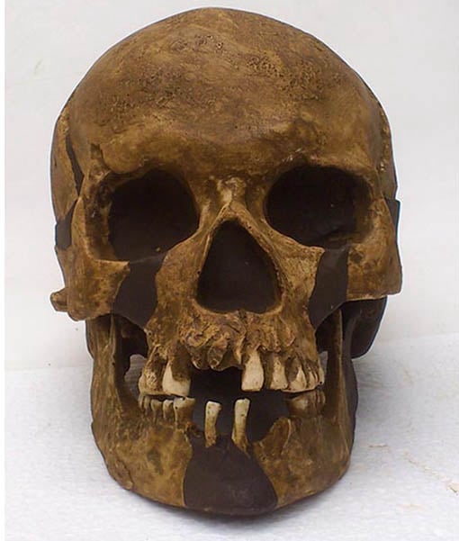Moulage : crâne Omo sapiens femme PREDMOSTI 4