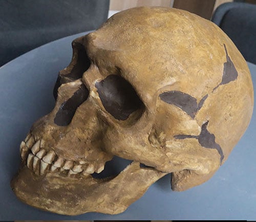 Moulage : crâne Omo sapiens homme PREDMOSTI 3